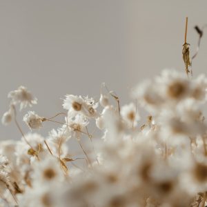 Eternal Beauty